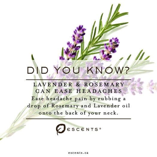 Organic Lavender - Premium ESSENTIAL OIL from Escents Aromatherapy Canada Canada -  !