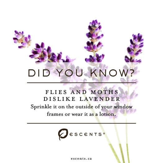 Organic Lavender - Premium ESSENTIAL OIL from Escents Aromatherapy Canada Canada -  !